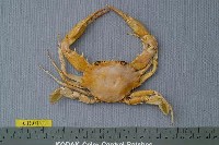 藏品(相模蟳)的圖片